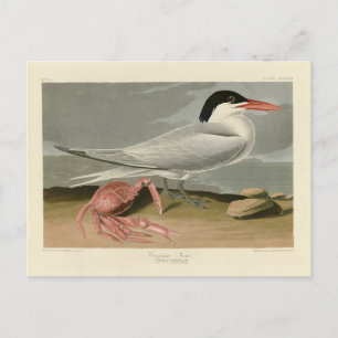 Cayenne (Royal) Tern - Audubon's Birds of America Briefkaart