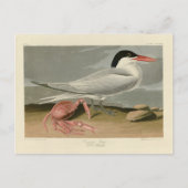 Cayenne (Royal) Tern - Audubon's Birds of America Briefkaart (Voorkant)