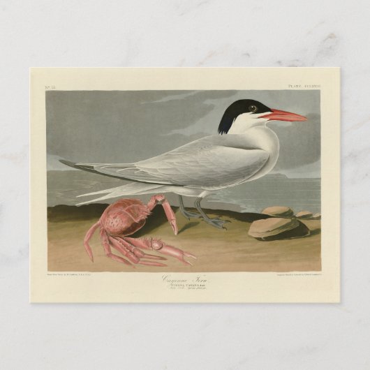 Cayenne (Royal) Tern - Audubon's Birds of America Briefkaart (Voorkant)