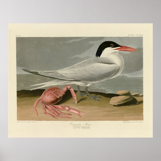 Cayenne (Royal) Tern - Audubon's Birds of America Poster (Voorkant)