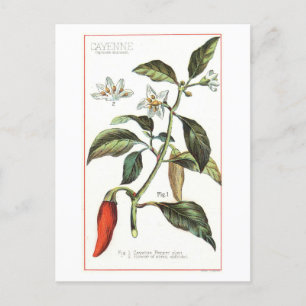 Cayennepeper botanische illustratie briefkaart