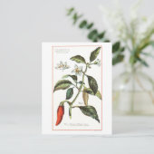 Cayennepeper  botanische illustratie briefkaart (Staand voorkant)