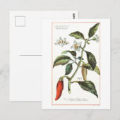 Cayennepeper  botanische illustratie briefkaart (Voorkant / Achterkant)