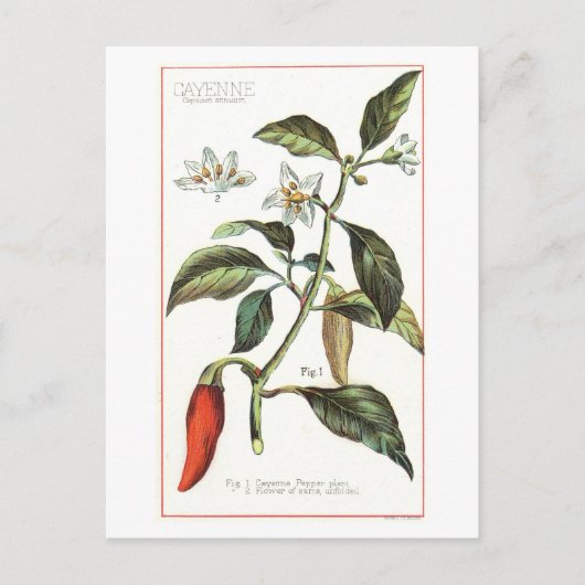 Cayennepeper  botanische illustratie briefkaart (Voorkant)