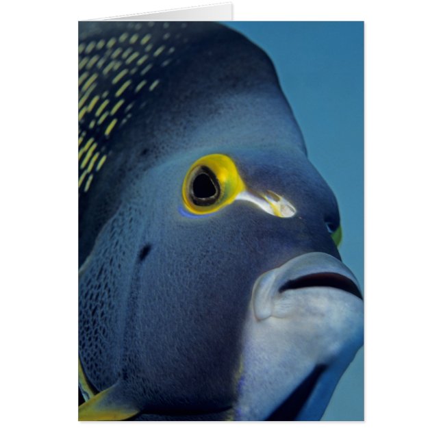 Cayman-eilanden, Franse engelvis Pomacanthus (Voorkant)
