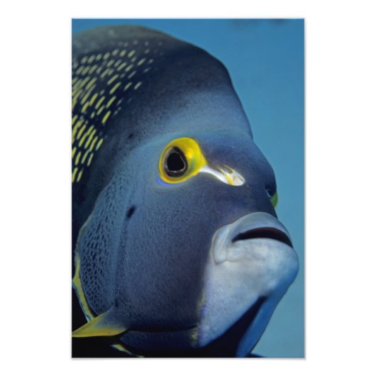 Cayman Eilanden, Franse engelvis Pomacanthus Foto Afdruk (Voorkant)