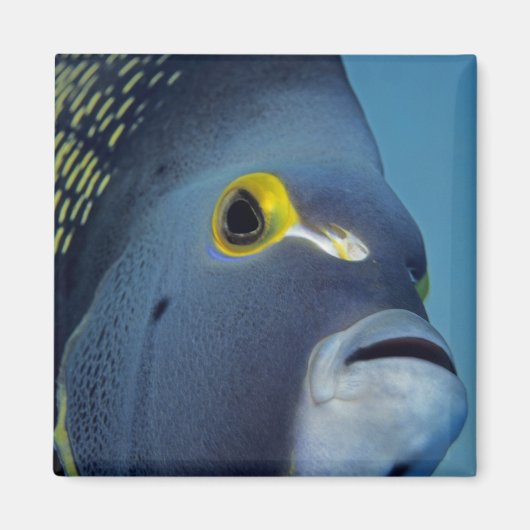 Cayman Eilanden, Franse engelvis Pomacanthus Magneet (Voorkant)