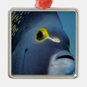Cayman Eilanden, Franse engelvis Pomacanthus Metalen Ornament