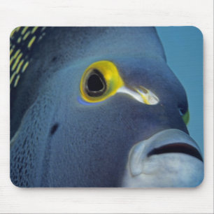 Cayman Eilanden, Franse engelvis Pomacanthus Muismat