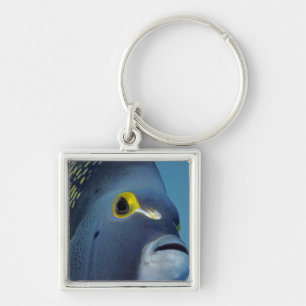 Cayman Eilanden, Franse engelvis Pomacanthus Sleutelhanger