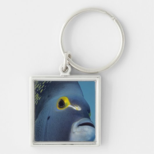 Cayman Eilanden, Franse engelvis Pomacanthus Sleutelhanger (Voorkant)
