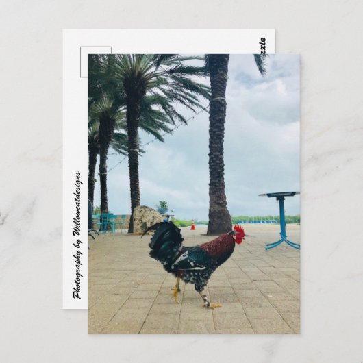 "Cayman Rooster"-Briefkaart door Willowcatdesigns Briefkaart (Voorkant / Achterkant)