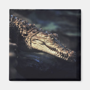 Caymancrocodile magnet
