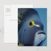 Caymaneilanden, Franse Angelfish Pomacanthus Briefkaart (Voorkant / Achterkant)