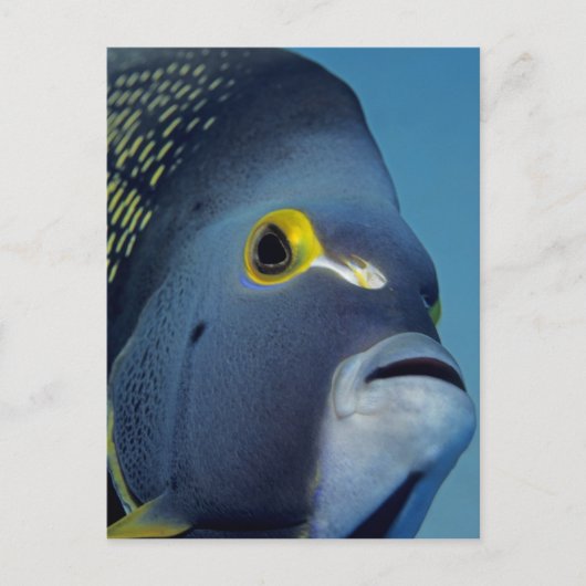 Caymaneilanden, Franse Angelfish Pomacanthus Briefkaart (Voorkant)