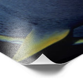 Caymaneilanden, Franse Angelfish Pomacanthus Foto Afdruk (Hoek)