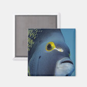 Caymaneilanden, Franse Angelfish Pomacanthus Magneet (Voorkant / Achterkant)