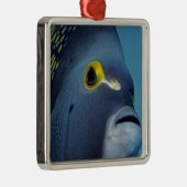 Caymaneilanden, Franse Angelfish Pomacanthus Metalen Ornament (Rechts)