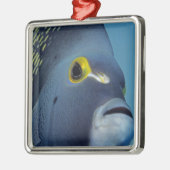 Caymaneilanden, Franse Angelfish Pomacanthus Metalen Ornament (Links)