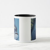 Caymaneilanden, Franse Angelfish Pomacanthus Mok (Midden)