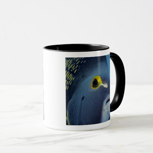 Caymaneilanden, Franse Angelfish Pomacanthus Mok (Voorkant rechts)