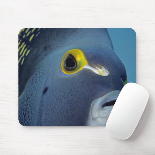 Caymaneilanden, Franse Angelfish Pomacanthus Muismat (Met muis)