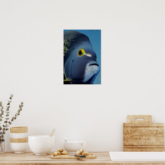 Caymaneilanden, Franse Angelfish Pomacanthus Poster (Keuken)