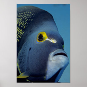 Caymaneilanden, Franse Angelfish Pomacanthus Poster