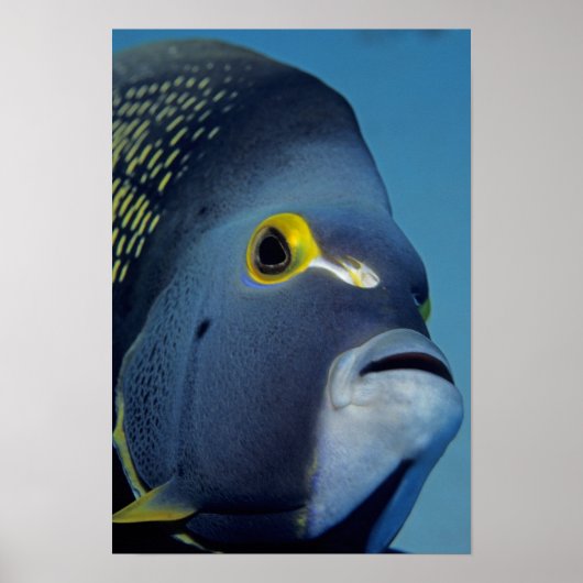 Caymaneilanden, Franse Angelfish Pomacanthus Poster (Voorkant)