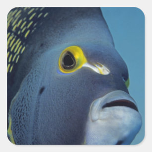 Caymaneilanden, Franse Angelfish Pomacanthus Vierkante Sticker