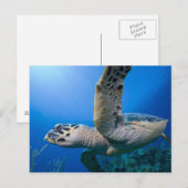 Caymaneilanden, Little Cayman Island, onderwater Briefkaart (Voorkant / Achterkant)