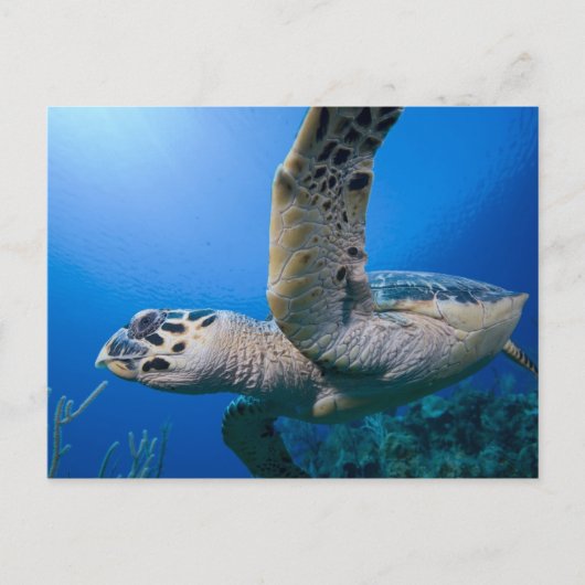 Caymaneilanden, Little Cayman Island, onderwater Briefkaart (Voorkant)