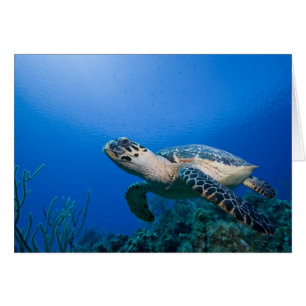 Caymaneilanden, Little Cayman Island, Underwater 2