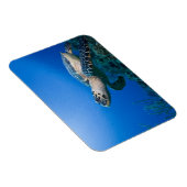 Caymaneilanden, Little Cayman Island, Underwater 2 Magneet (Rechterzijde)