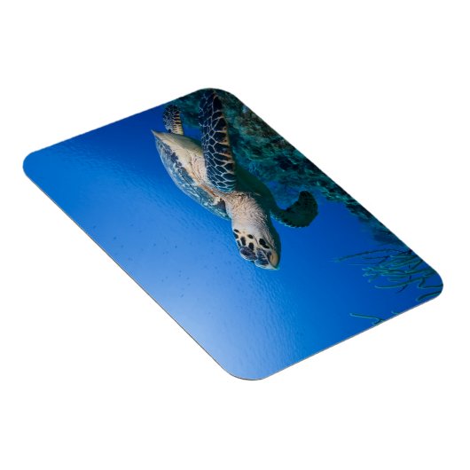 Caymaneilanden, Little Cayman Island, Underwater 2 Magneet (Rechterzijde)