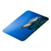 Caymaneilanden, Little Cayman Island, Underwater 2 Magneet (Linkerzijde)