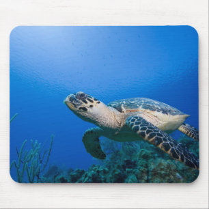 Caymaneilanden, Little Cayman Island, Underwater 2 Muismat