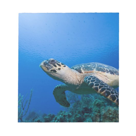 Caymaneilanden, Little Cayman Island, Underwater 2 Notitieblok (Voorkant)