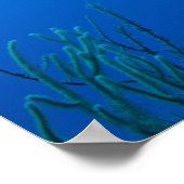 Caymaneilanden, Little Cayman Island, Underwater 2 Poster (Hoek)