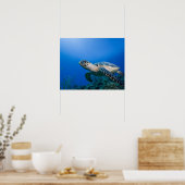 Caymaneilanden, Little Cayman Island, Underwater 2 Poster (Keuken)