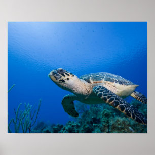 Caymaneilanden, Little Cayman Island, Underwater 2 Poster