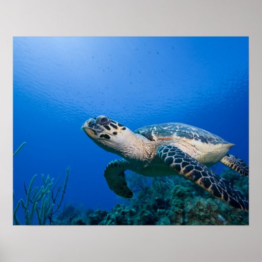 Caymaneilanden, Little Cayman Island, Underwater 2 Poster (Voorkant)