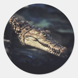 Caymankrokodilsticker Ronde Sticker