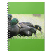 Cayuga Black Ducks Fine Art-laptop Notitieboek (Voorkant)