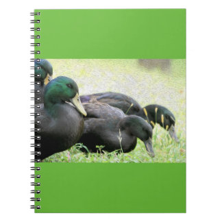 Cayuga Black Ducks Fine Art-laptop Notitieboek