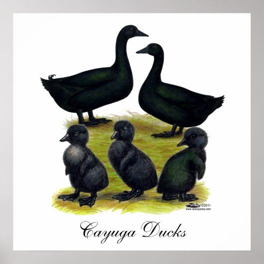 Cayuga Duck Poster (Voorkant)