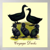 Cayuga Duck Poster (Voorkant)