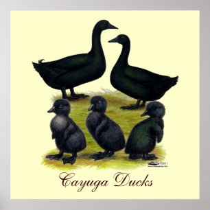 Cayuga Duck Poster