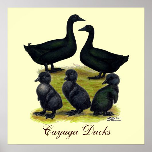 Cayuga Duck Poster (Voorkant)