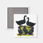 Cayuga eendenfamilie magneet (Voorkant / Achterkant)